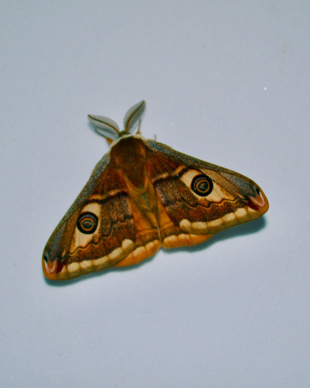 Assorted Native Moth EGGS – Bugs & Butterflies UK