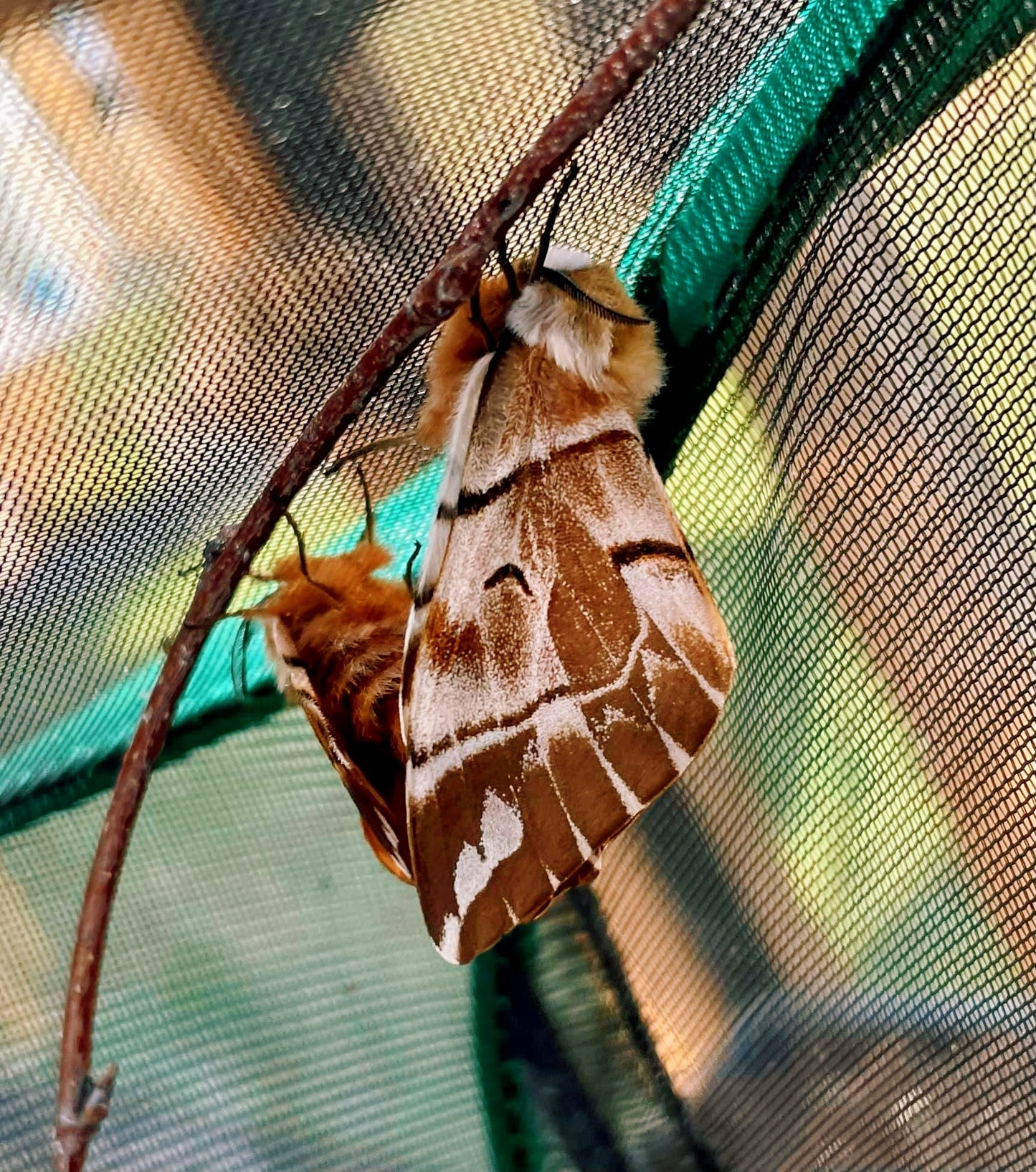 Live butterflies and moths for sale online UK. Order eggs, caterpillars, pupae, and cocoons. Watch the lifecycle unfold with insects to rear at home!
