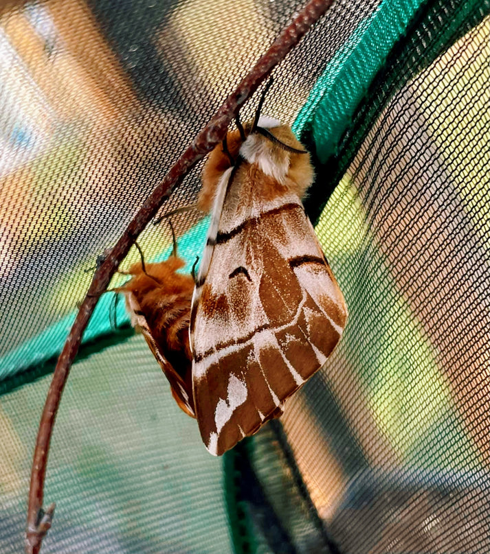 Kentish Glory Moth EGGS | Endromis versicolor – Bugs & Butterflies UK