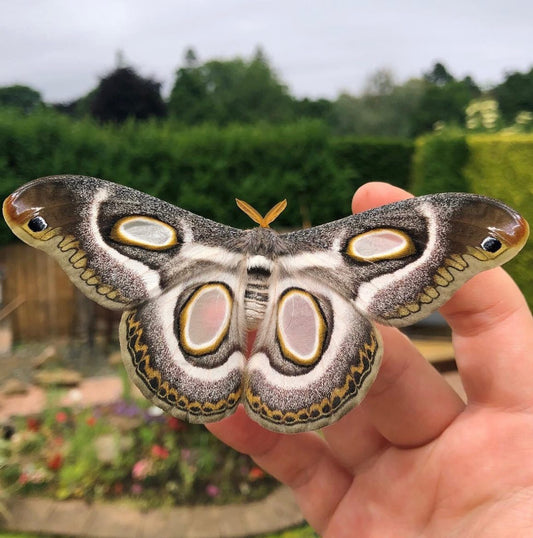 Live butterflies and moths for sale online UK. Order eggs, caterpillars, pupae, and cocoons. Watch the lifecycle unfold with insects to rear at home!