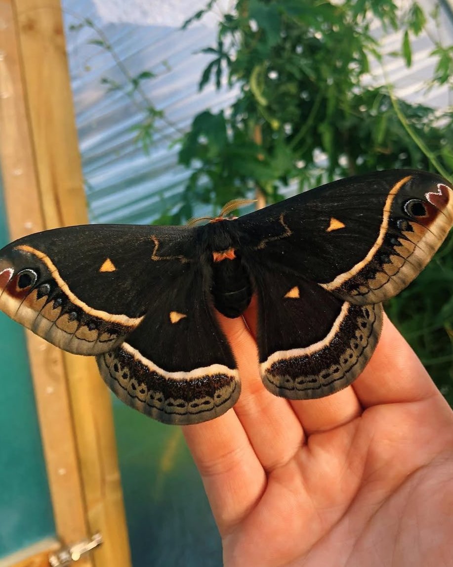 Live butterflies and moths for sale online UK. Buy eggs, caterpillars, pupae, and cocoons. Watch the lifecycle unfold with insects to rear at home!