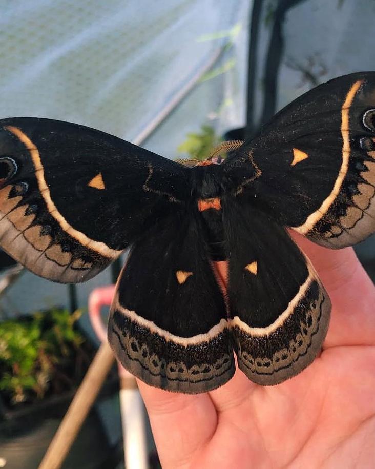 Live butterflies and moths for sale online UK. Buy eggs, caterpillars, pupae, and cocoons. Watch the lifecycle unfold with insects to rear at home!