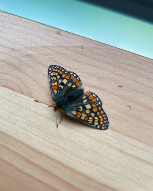 Marsh Fritillary Butterfly (Euphydryas aurinia) | EGGS