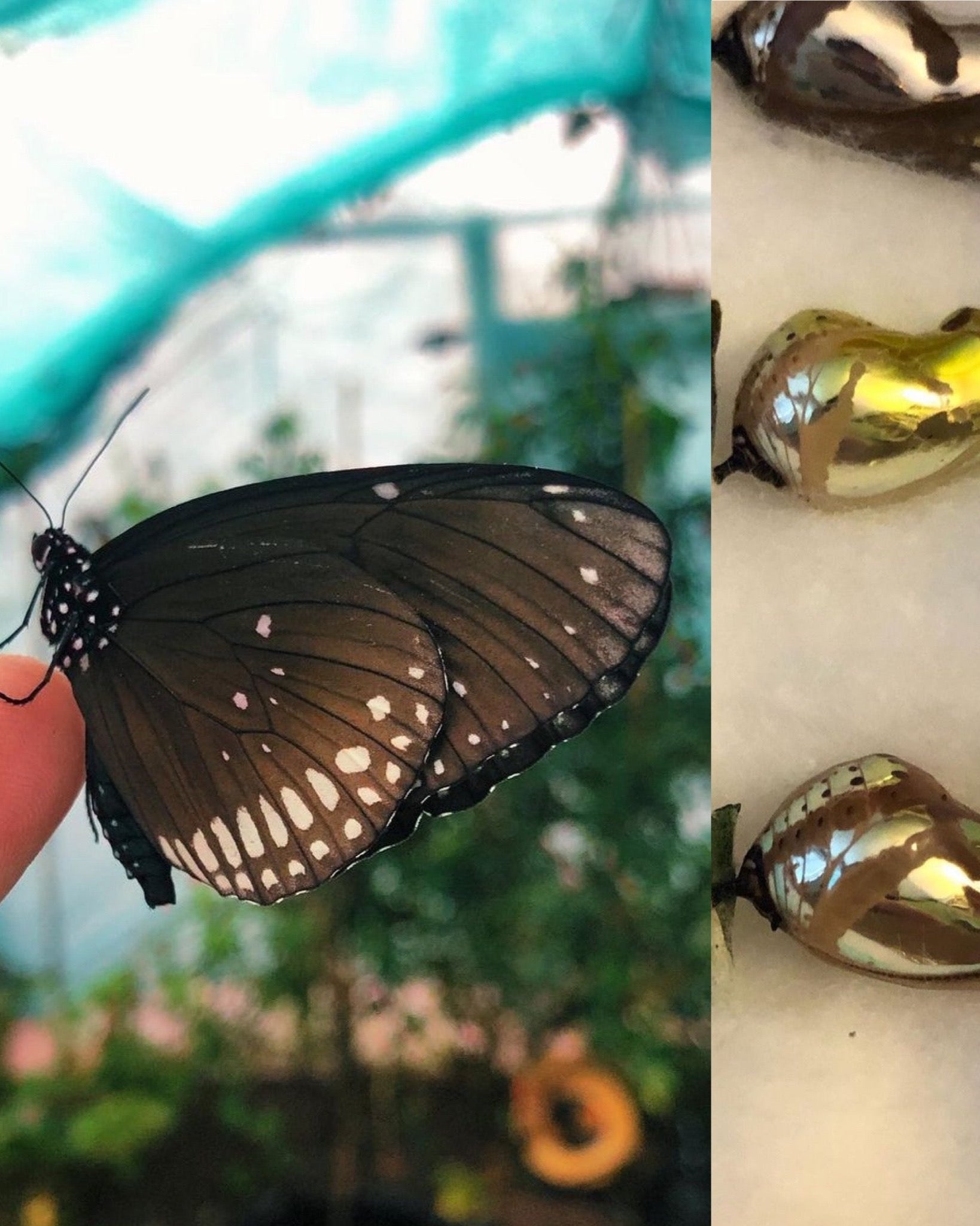 Live butterfly pupae for sale online UK