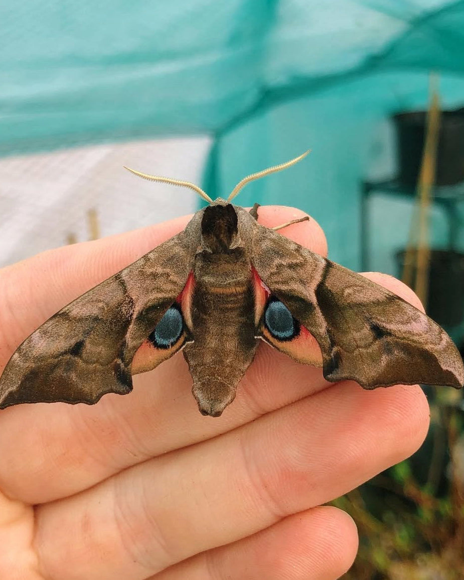 Live butterflies and moths for sale online UK. Order eggs, caterpillars, pupae, and cocoons. Watch the lifecycle unfold with insects to rear at home!