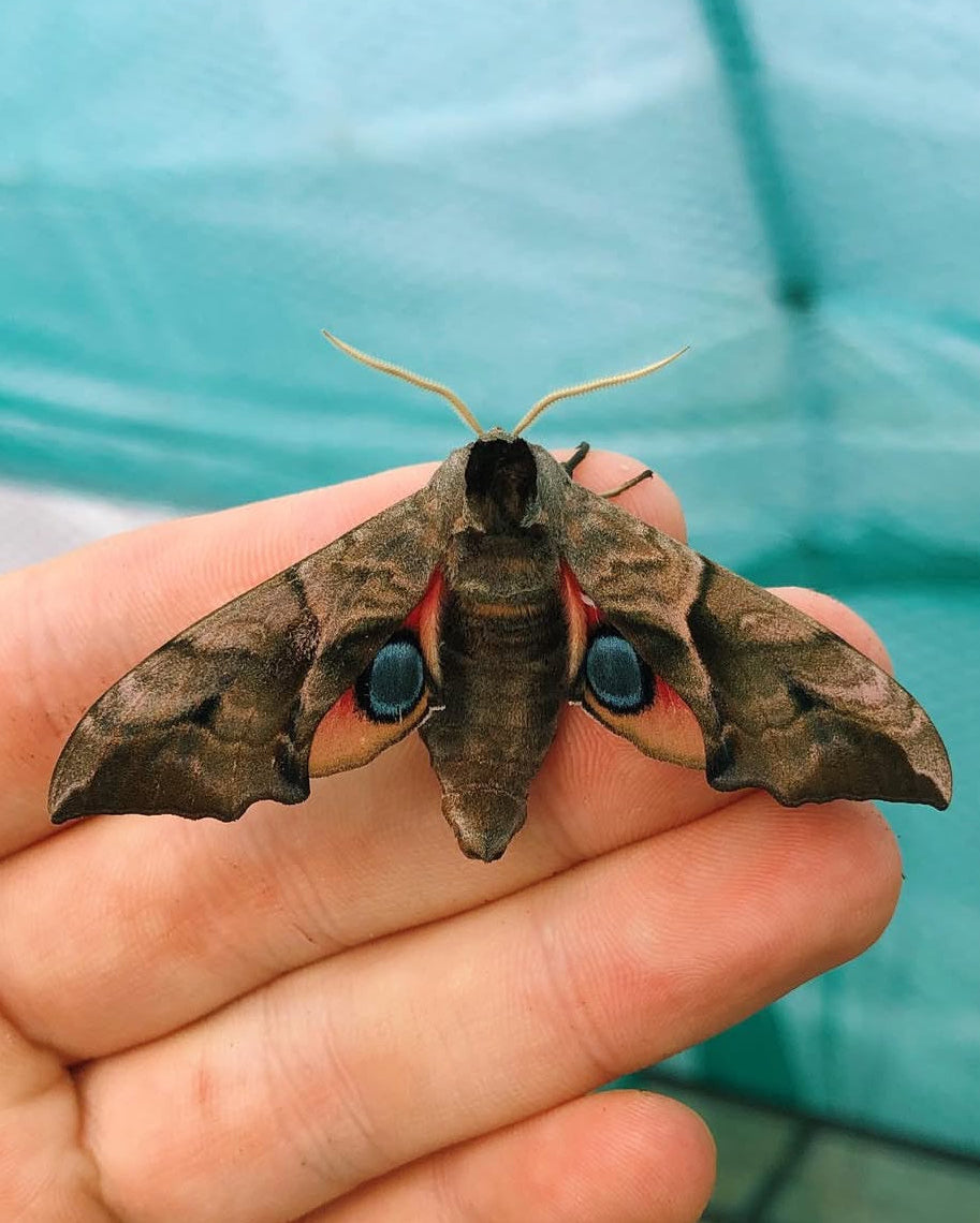 Live butterflies and moths for sale online UK. Order eggs, caterpillars, pupae, and cocoons. Watch the lifecycle unfold with insects to rear at home!