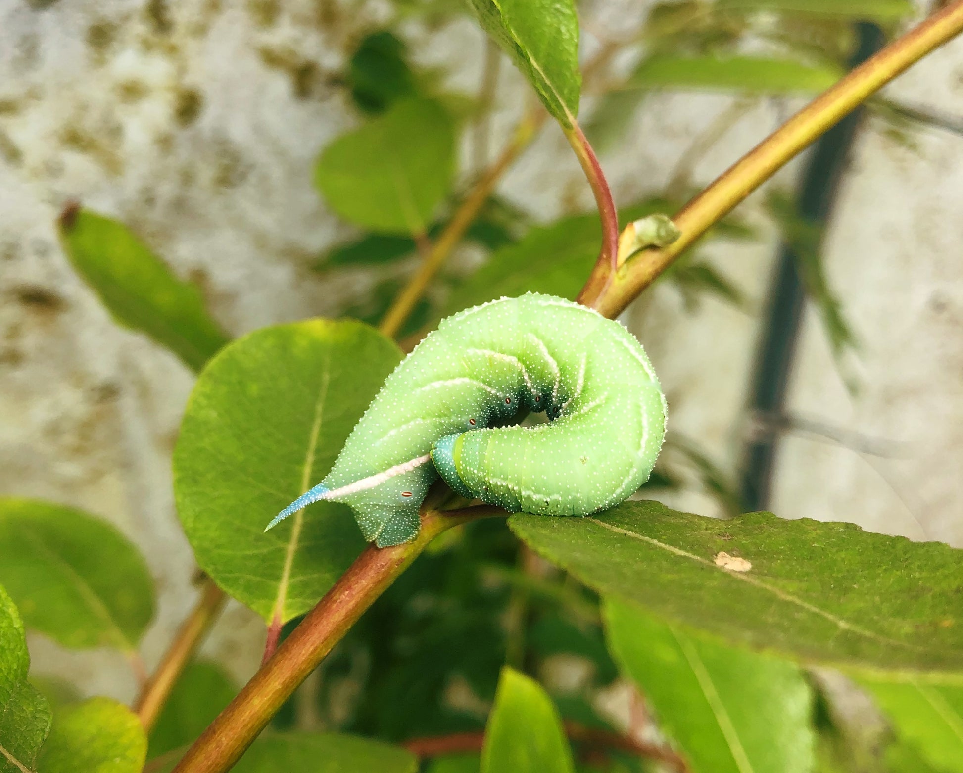 Live butterflies and moths for sale online UK. Order eggs, caterpillars, pupae, and cocoons. Watch the lifecycle unfold with insects to rear at home!