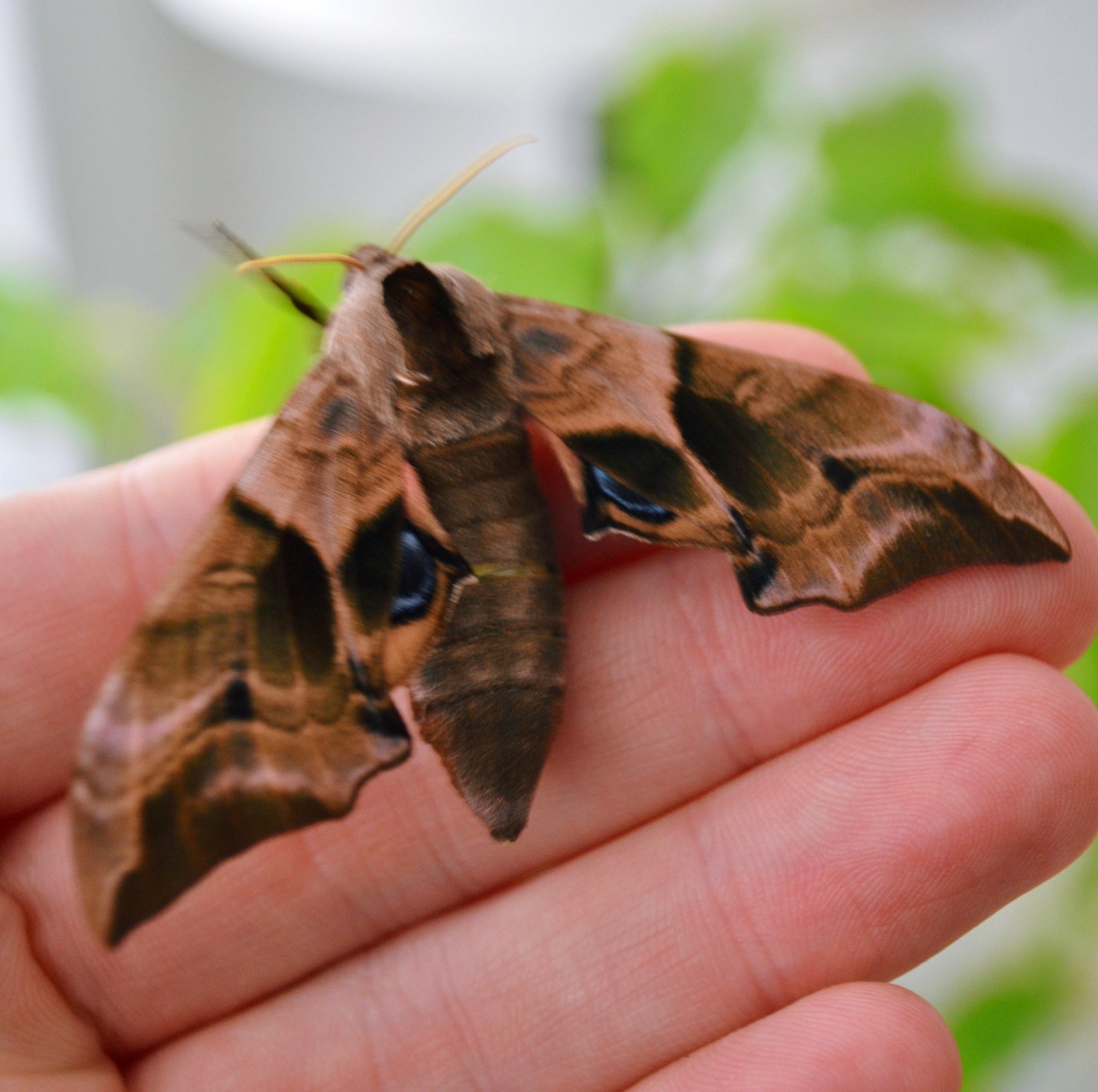 Live butterflies and moths for sale online UK. Order eggs, caterpillars, pupae, and cocoons. Watch the lifecycle unfold with insects to rear at home!