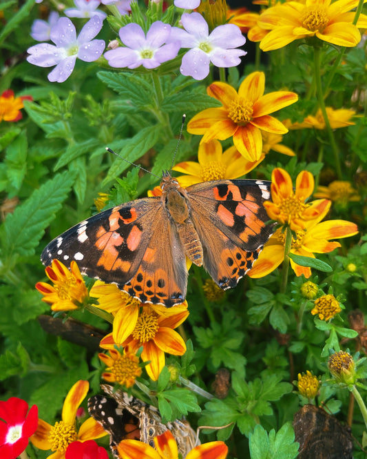 Painted Lady (Vanessa cardui) EGGS
