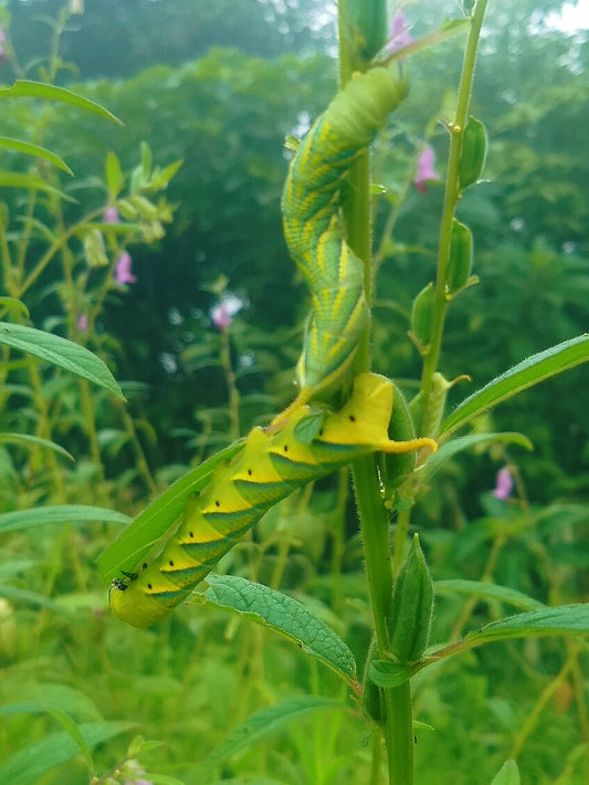 Eastern Death's Head Hawk-Moth EGGS (Acherontia styx)