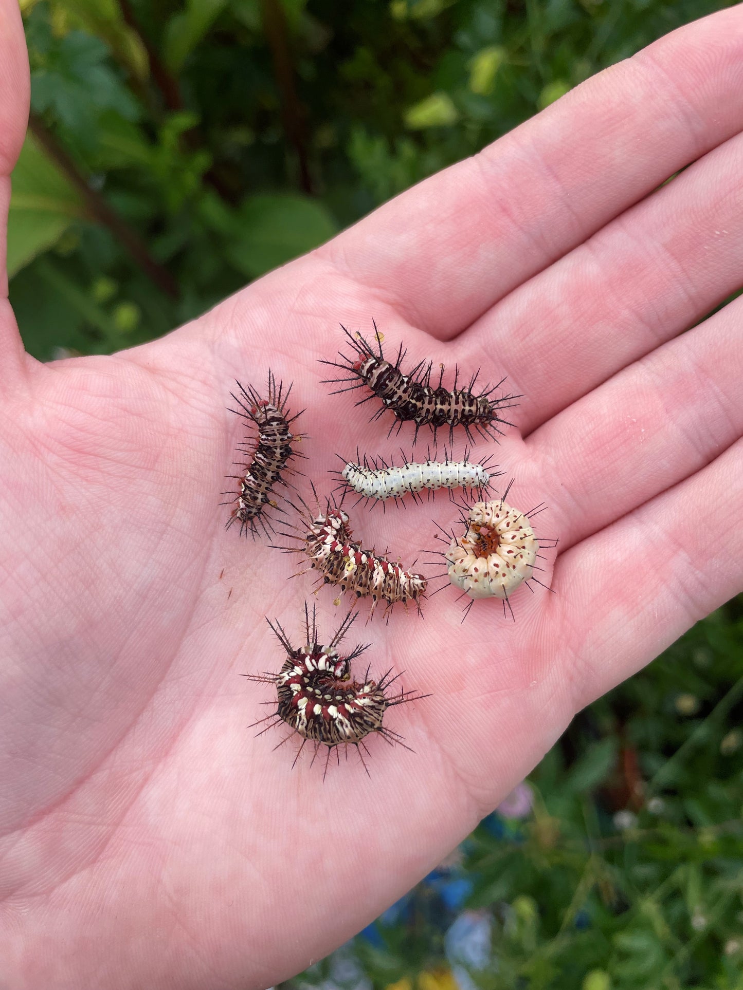 Red Flame Butterfly EGGS/LARVAE (Dryas julia)