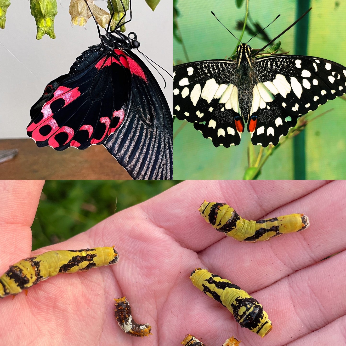 Assorted Citrus Swallowtail CATERPILLARS (Papilioniidae)