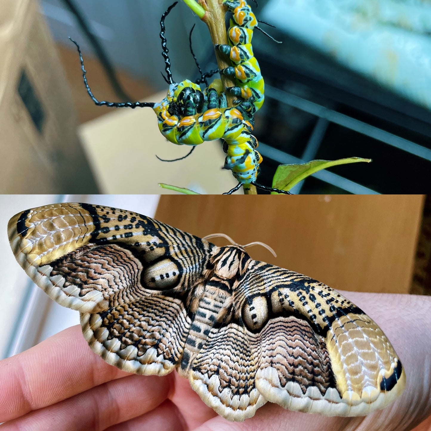 Chinese Owl Moth EGGS (Brahmaea hearseyi)