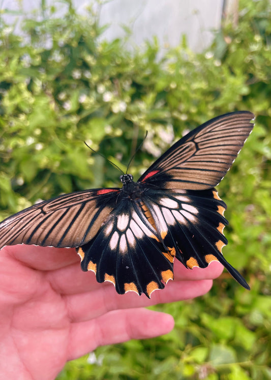 Assorted Swallowtail Butterfly (Papilio) PUPAE