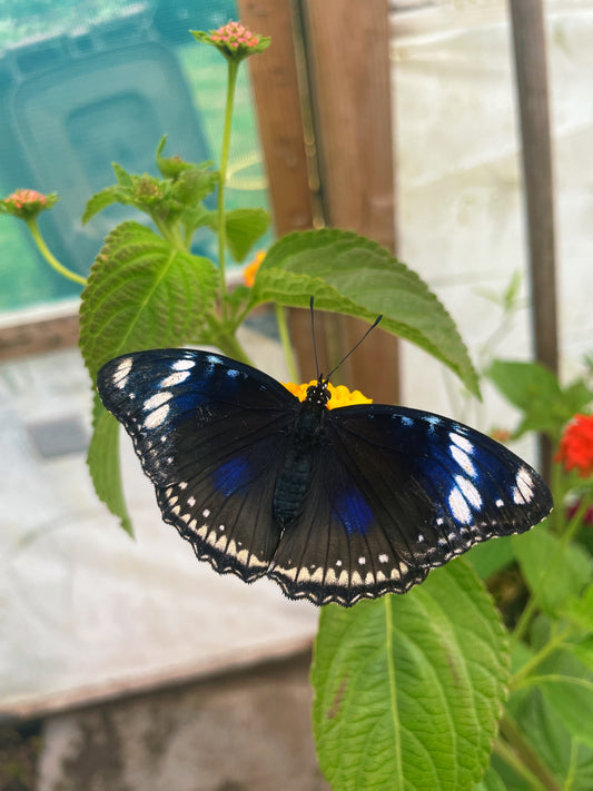 Blue Moon Butterfly (Hypolimas bolina) PUPAE
