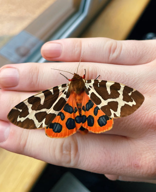 Garden Tiger Moth PUPAE (Arctia caja)