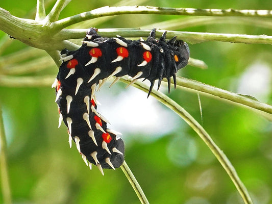 Cabbage Tree Emperor Moth (Bunaea alcinoe) EGGS