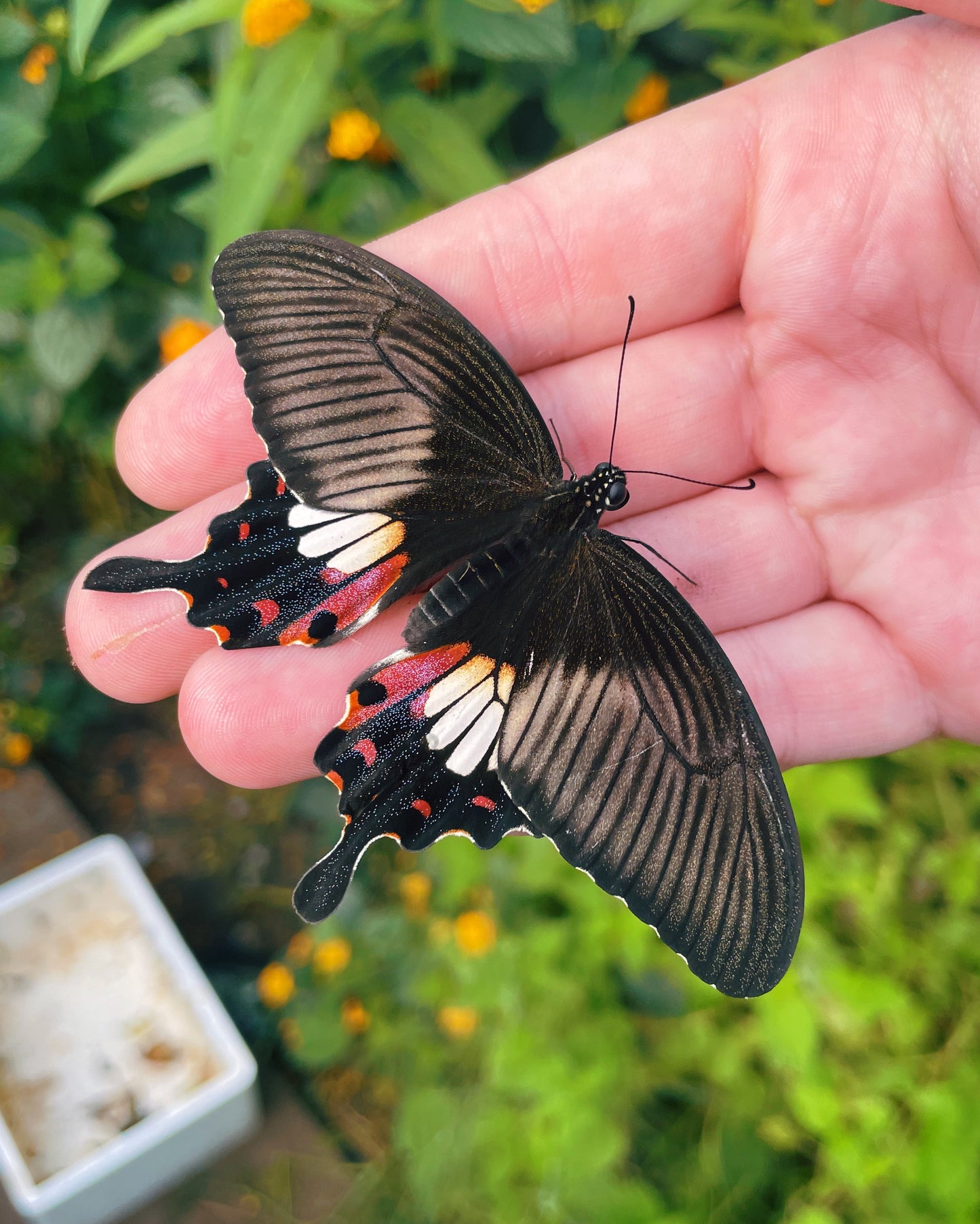 Common Mormon Swallowtail PUPAE (Papilio polytes)