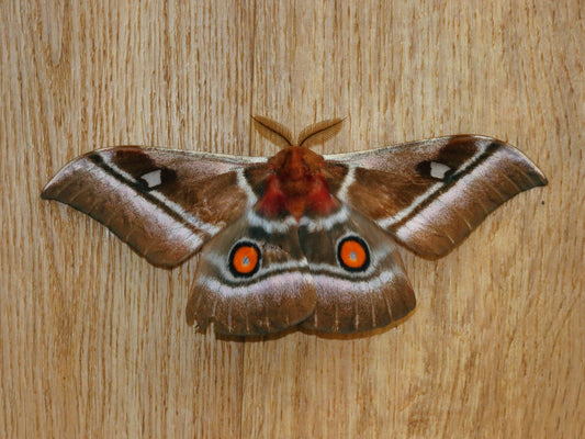 Cabbage Tree Emperor Moth (Bunaea alcinoe) PUPAE