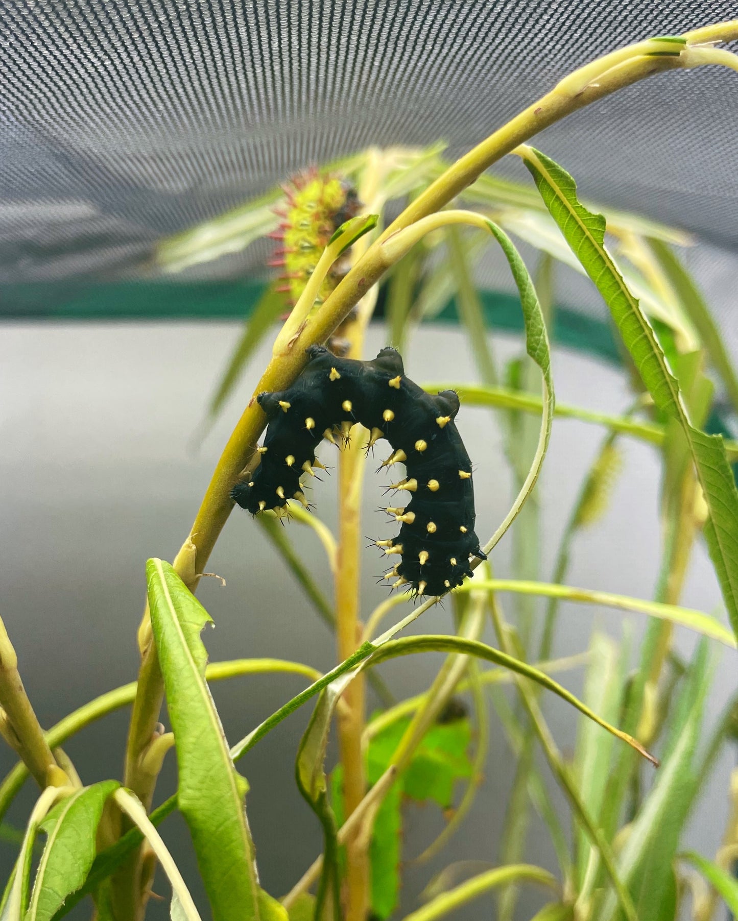 Madagascan Bullseye Moth EGGS (Antherina suraka)