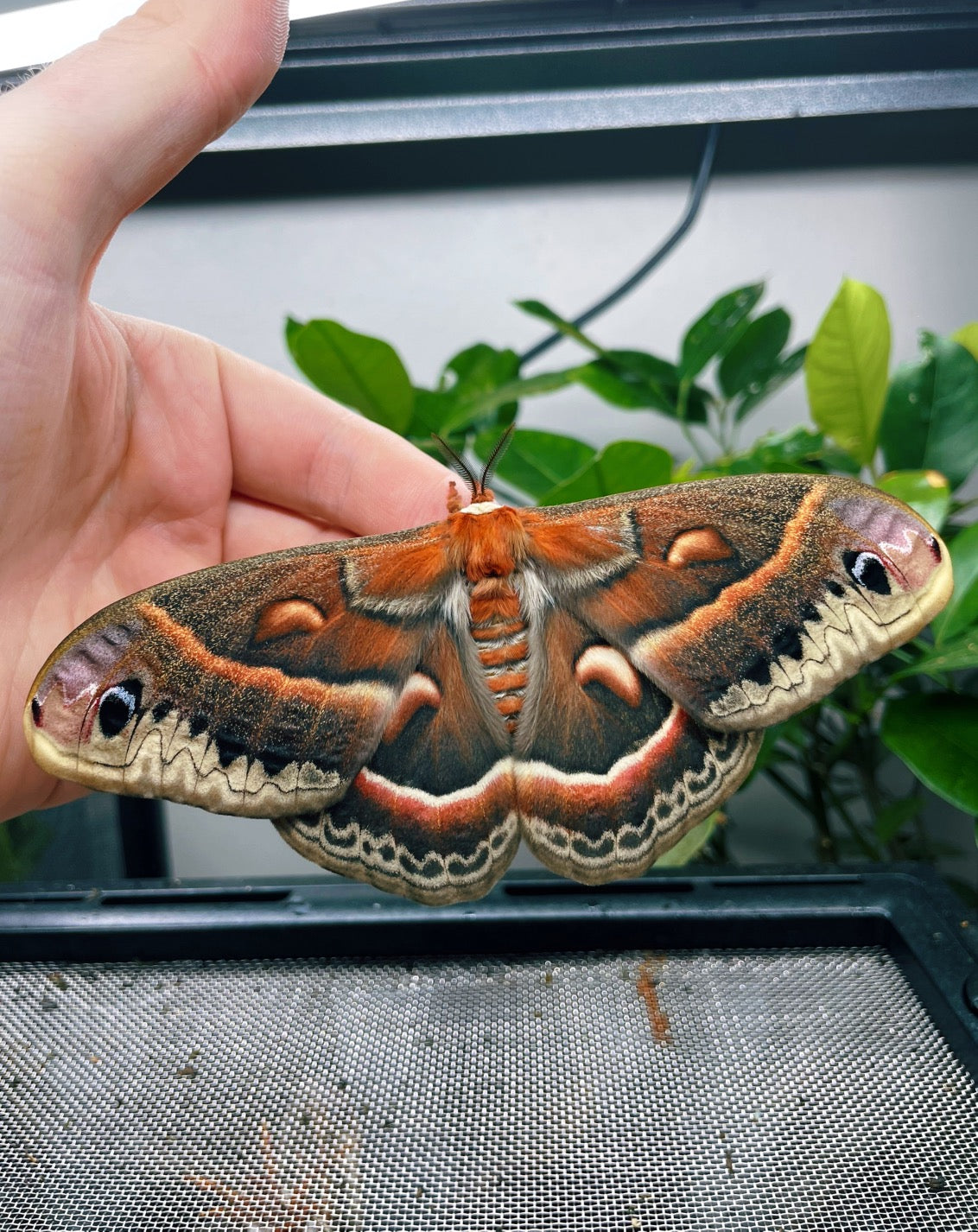 Robin Moth COCOONS (Hyalophora cecropia)