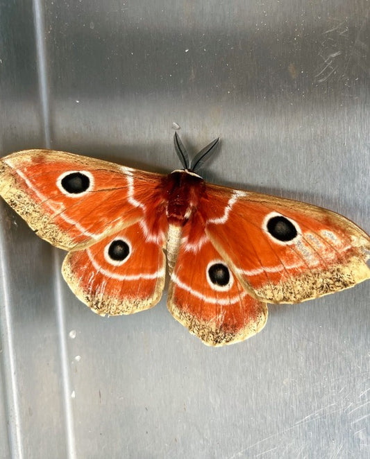 Chestnut Emperor PUPAE (Melanocera menippe)