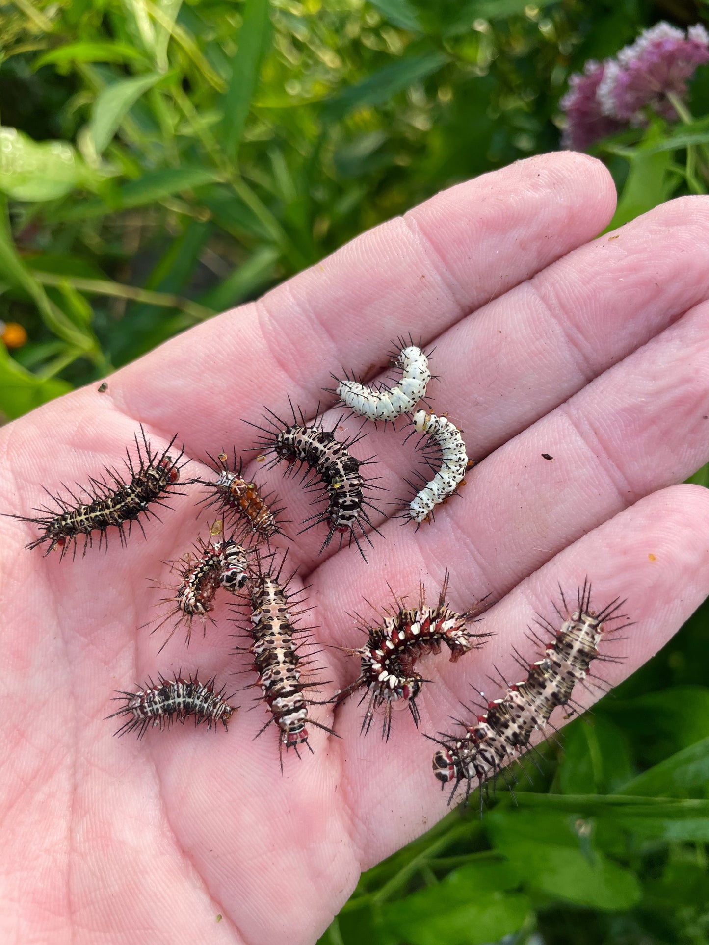 Red Flame Butterfly EGGS/LARVAE (Dryas julia)
