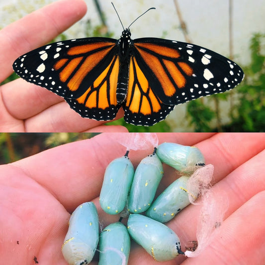 Monarch Butterfly PUPAE (Danaus plexippus)