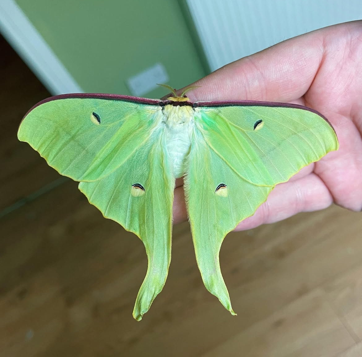 Chinese Moon Moth (Actias ningpoana) | COCOONS