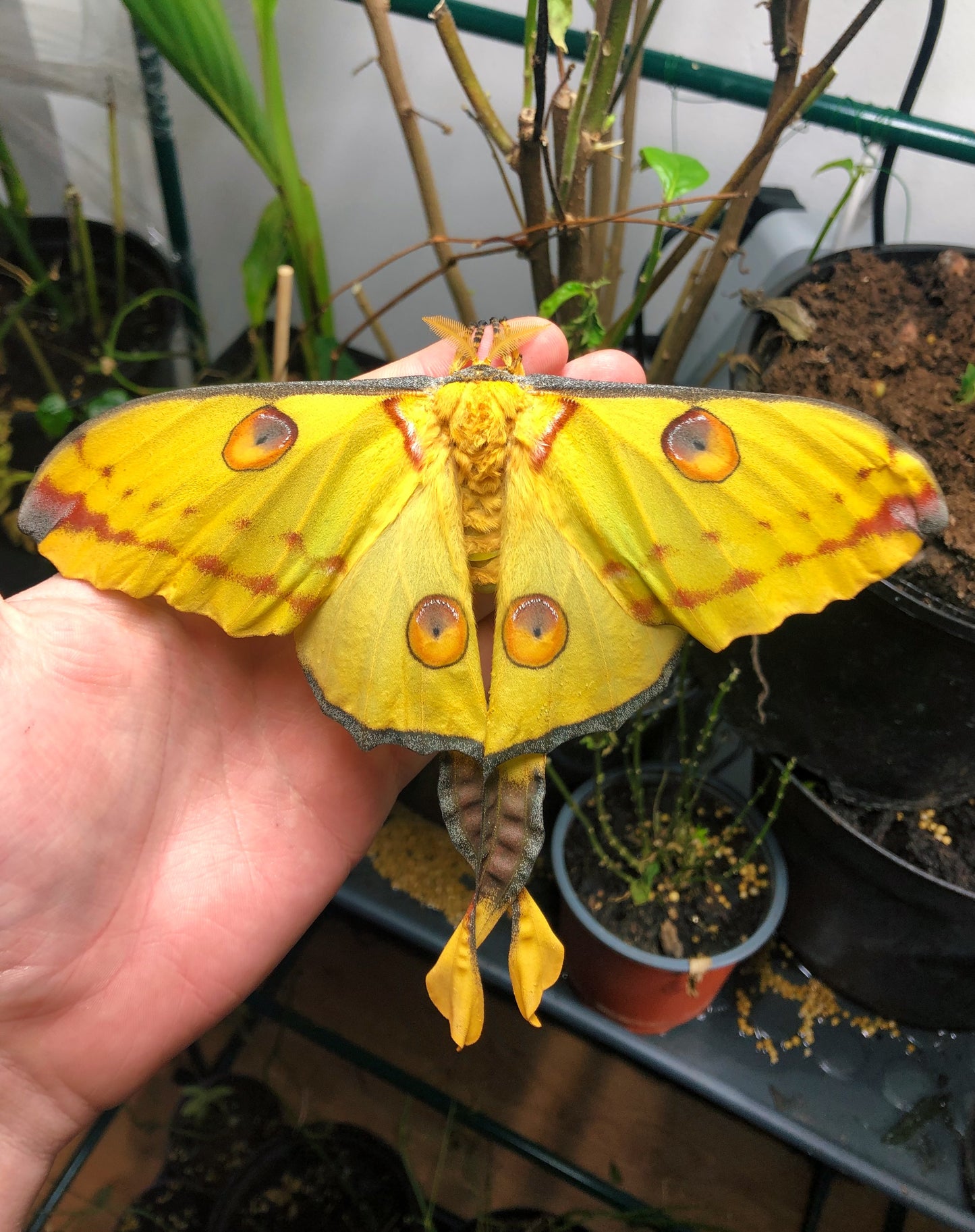 Live butterflies and moths for sale online UK. Order eggs, caterpillars, pupae, and cocoons. Watch the lifecycle unfold with insects to rear at home!