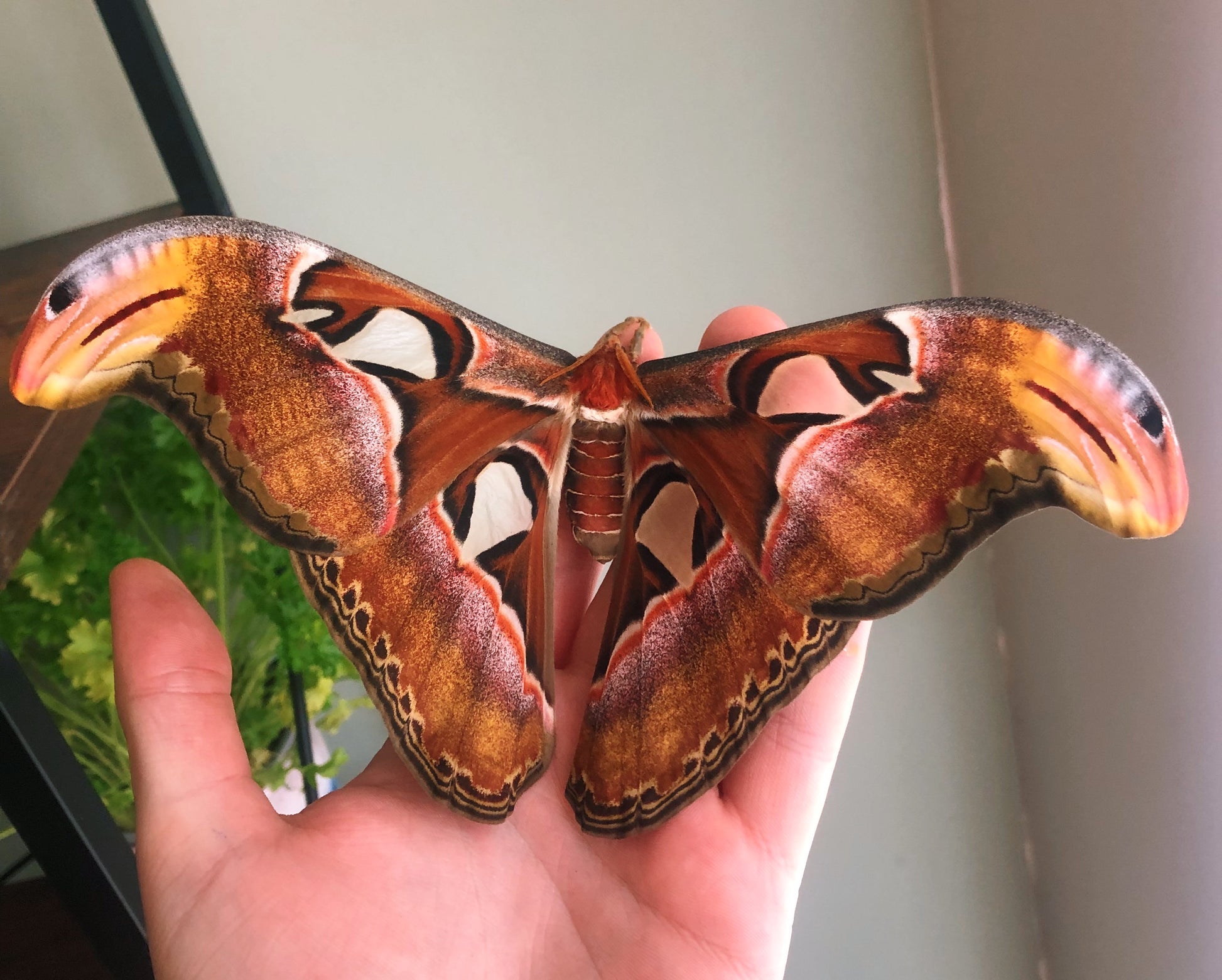 Live butterflies and moths for sale online UK. Order eggs, caterpillars, pupae, and cocoons. Watch the lifecycle unfold with insects to rear at home!