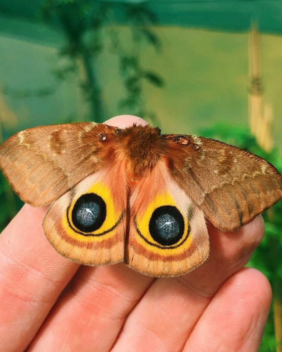 Live butterflies and moths for sale online UK. Buy eggs, caterpillars, pupae, and cocoons. Watch the lifecycle unfold with insects to rear at home!