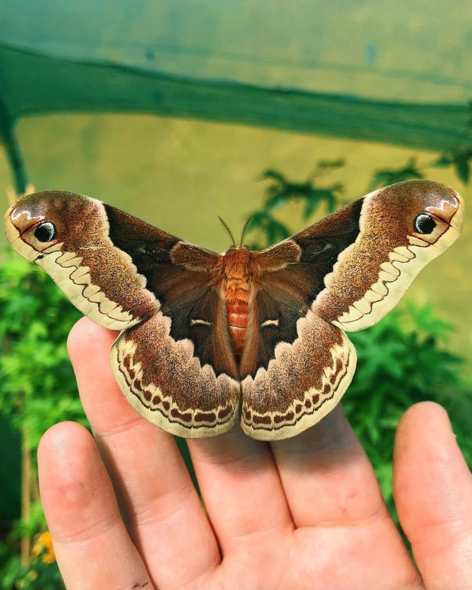 Live butterflies and moths for sale online UK. Order eggs, caterpillars, pupae, and cocoons. Watch the lifecycle unfold with insects to rear at home!