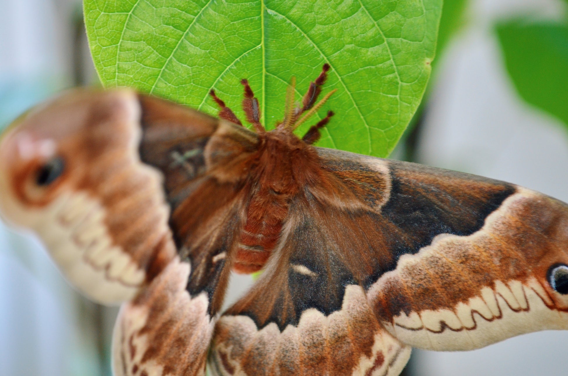 Live butterflies and moths for sale online UK. Order eggs, caterpillars, pupae, and cocoons. Watch the lifecycle unfold with insects to rear at home!