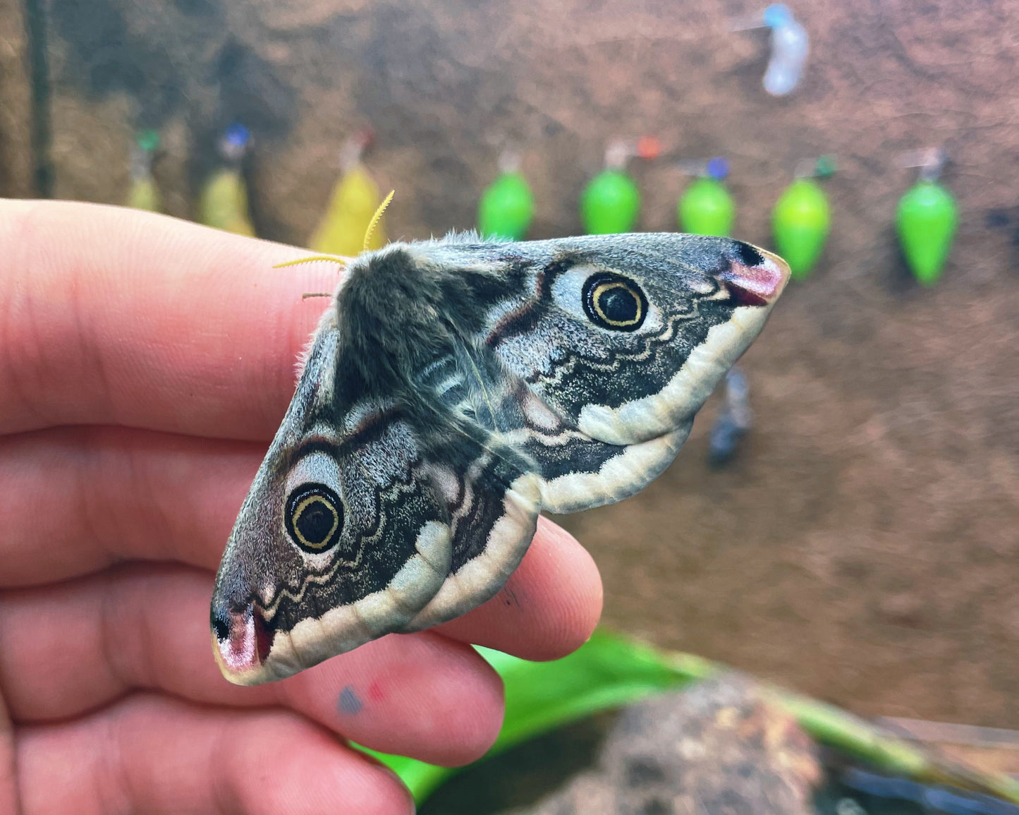 Live butterflies and moths for sale online UK. Order eggs, caterpillars, pupae, and cocoons. Watch the lifecycle unfold with insects to rear at home!