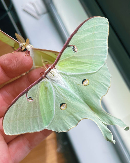 Live American moon moth eggs and cocoons for sale online