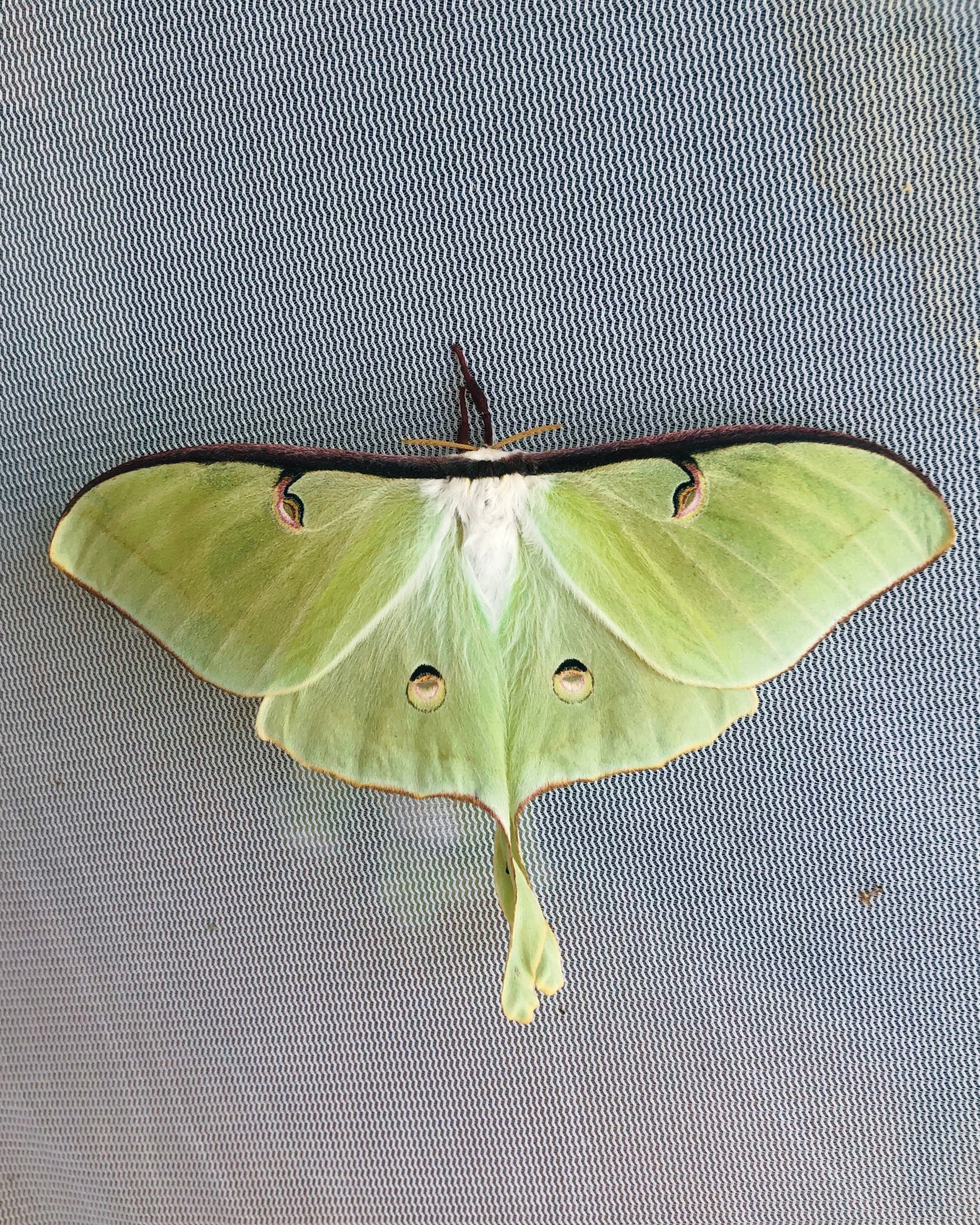 Live butterflies and moths for sale online UK. Order eggs, caterpillars, pupae, and cocoons. Watch the lifecycle unfold with insects to rear at home!