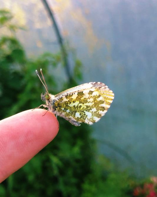 Live butterflies and moths for sale online UK. Order eggs, caterpillars, pupae, and cocoons. Watch the lifecycle unfold with insects to rear at home!