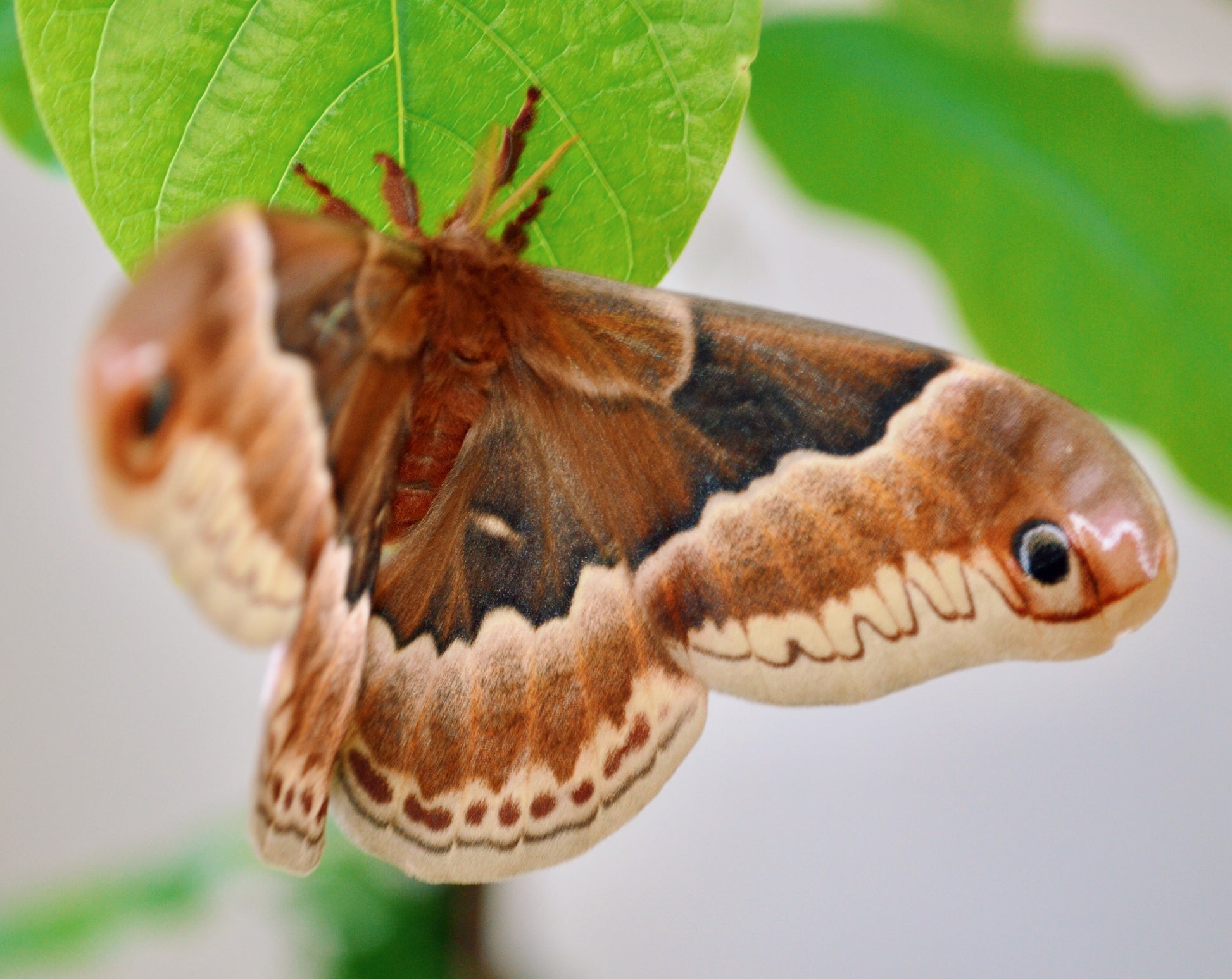 Live butterflies and moths for sale online UK. Order eggs, caterpillars, pupae, and cocoons. Watch the lifecycle unfold with insects to rear at home!