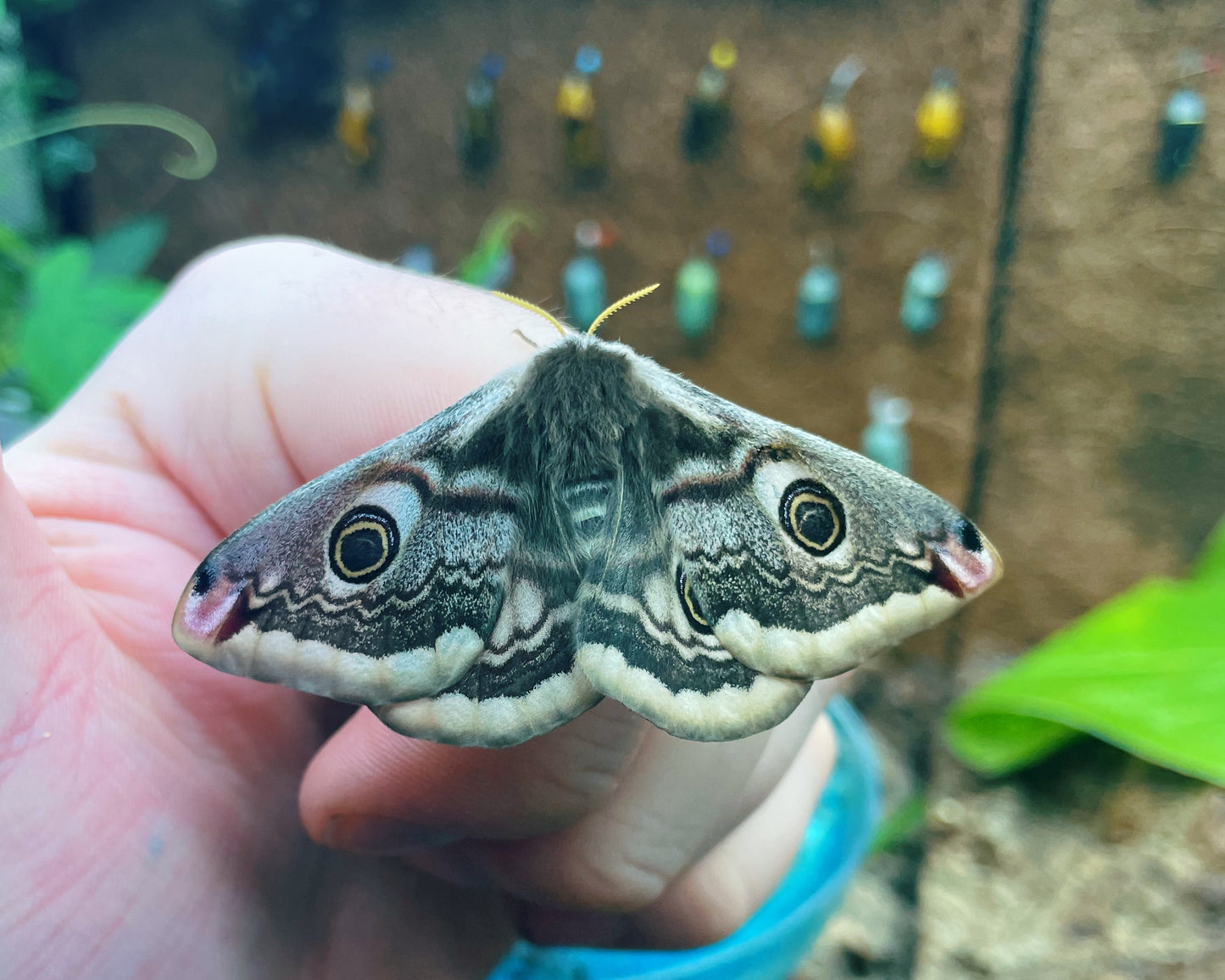 Live butterflies and moths for sale online UK. Order eggs, caterpillars, pupae, and cocoons. Watch the lifecycle unfold with insects to rear at home!