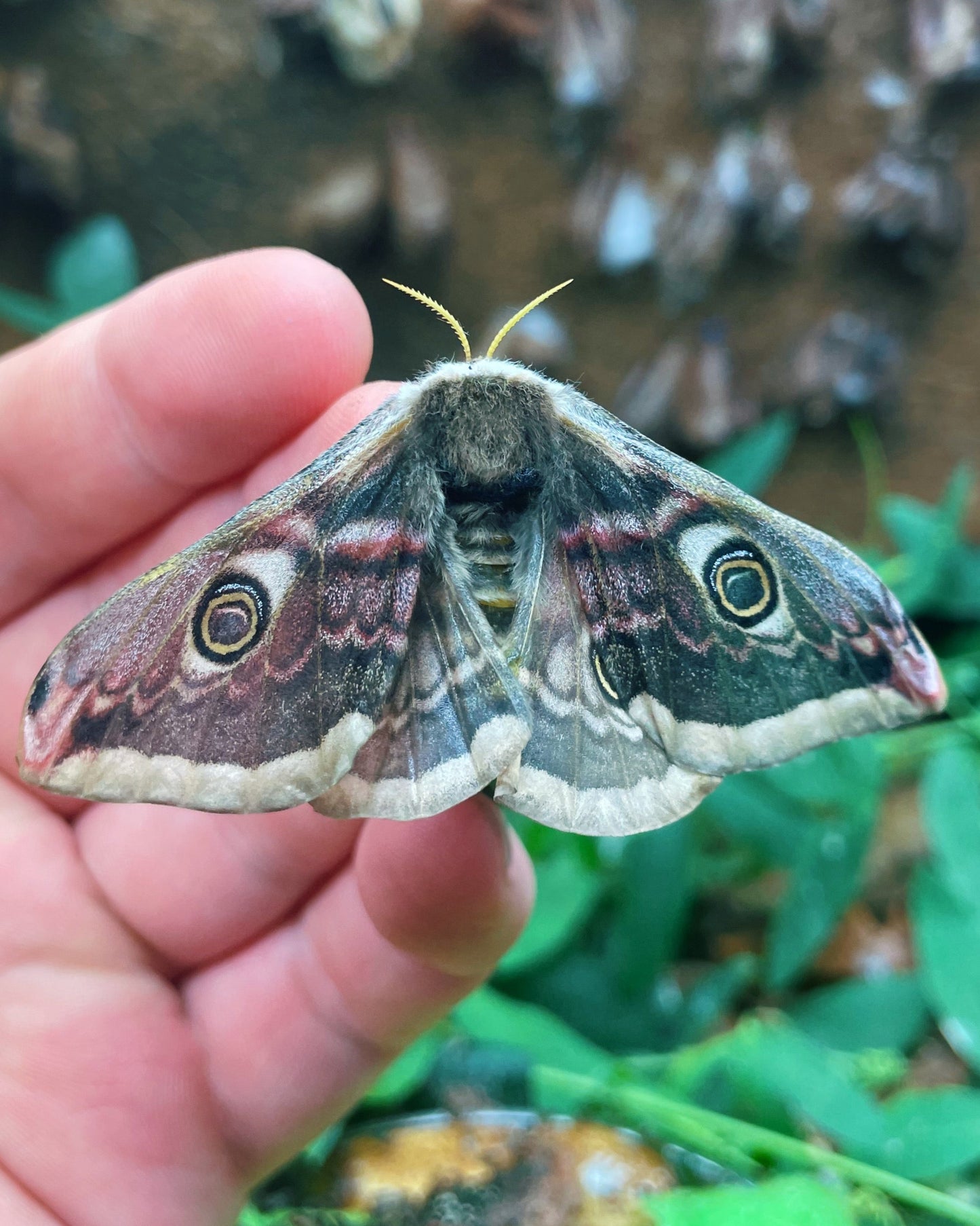 Live butterflies and moths for sale online UK. Order eggs, caterpillars, pupae, and cocoons. Watch the lifecycle unfold with insects to rear at home!