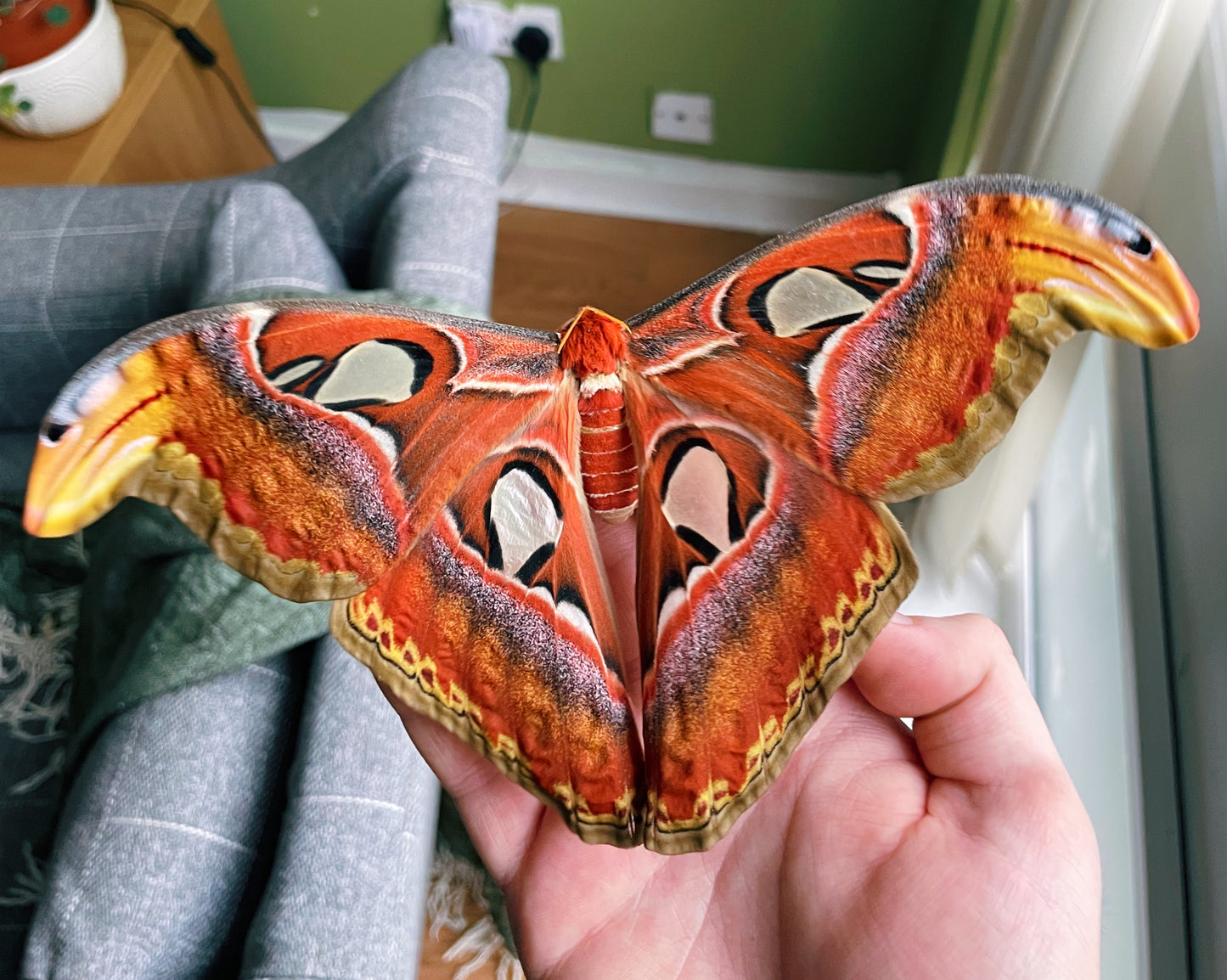 Live butterflies and moths for sale online UK. Order eggs, caterpillars, pupae, and cocoons. Watch the lifecycle unfold with insects to rear at home!