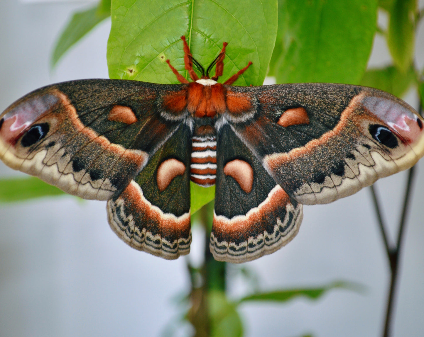 Live butterflies and moths for sale online UK. Order eggs, caterpillars, pupae, and cocoons. Watch the lifecycle unfold with insects to rear at home!