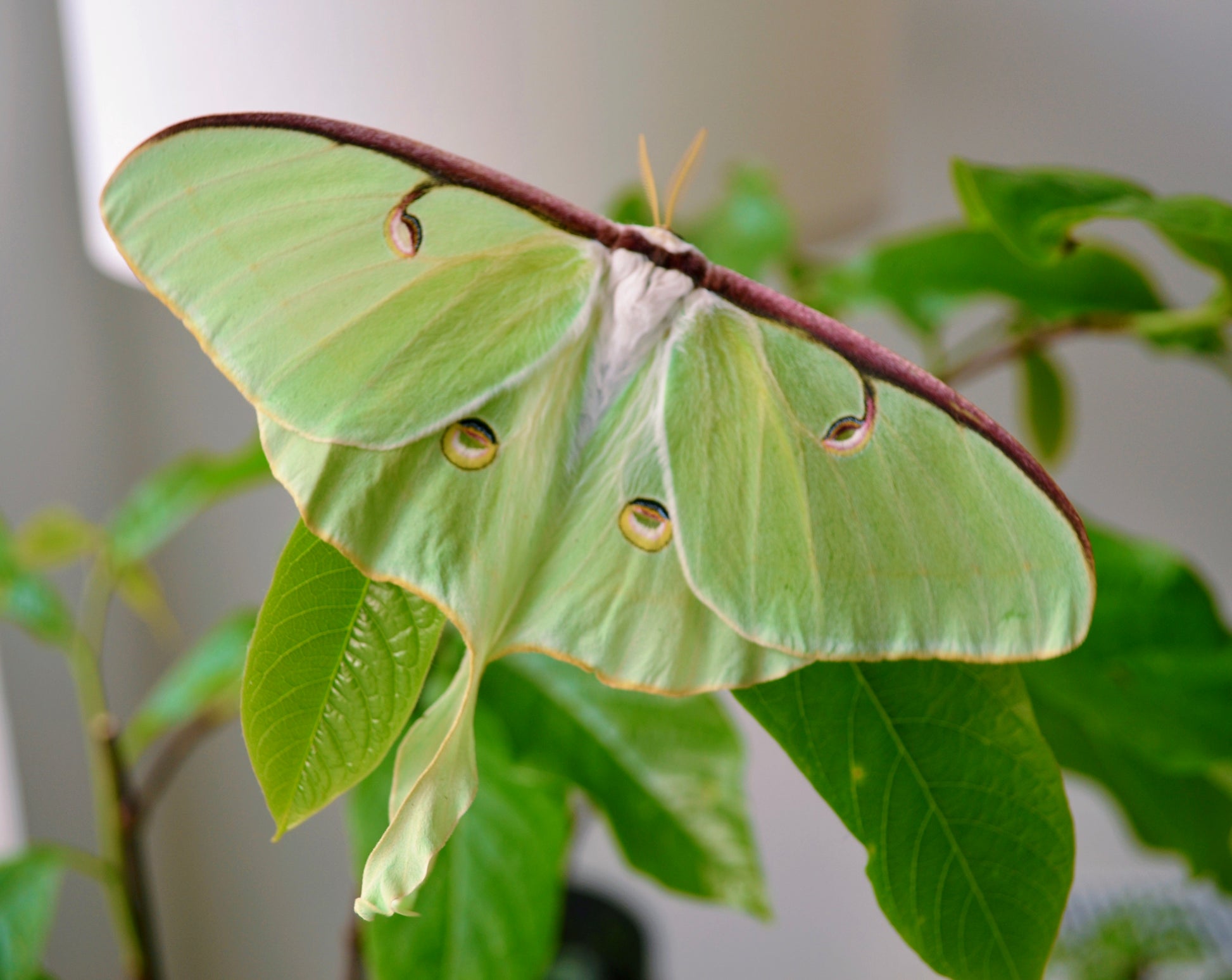 Live butterflies and moths for sale online UK. Order eggs, caterpillars, pupae, and cocoons. Watch the lifecycle unfold with insects to rear at home!