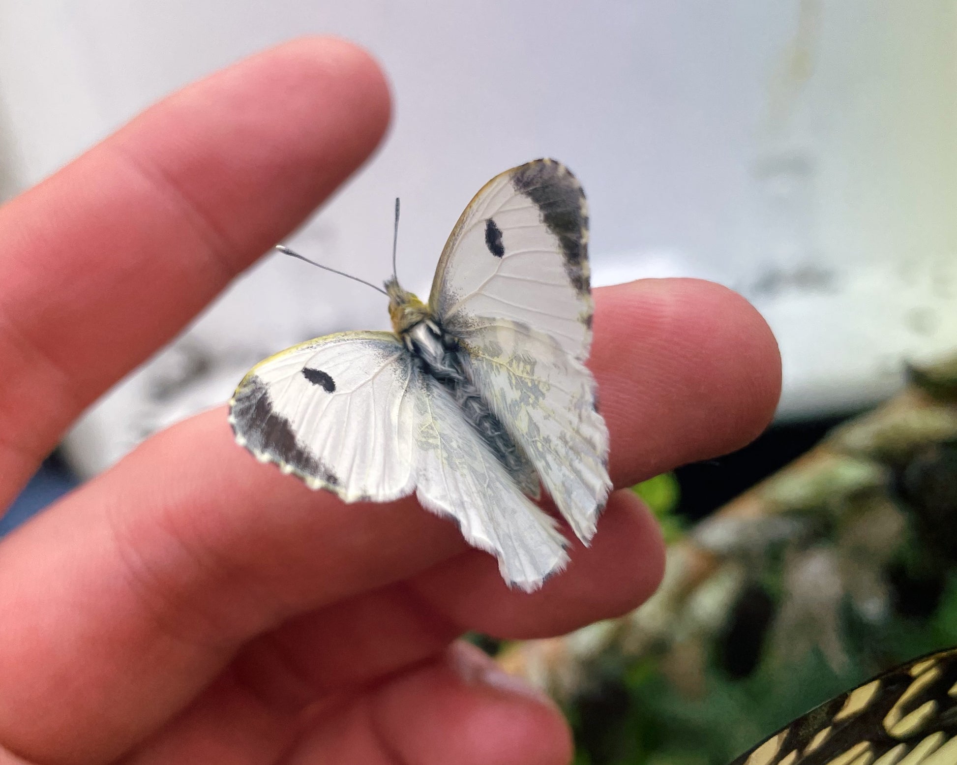 Live butterflies and moths for sale online UK. Buy eggs, caterpillars, pupae, and cocoons. Watch the lifecycle unfold with insects to rear at home!