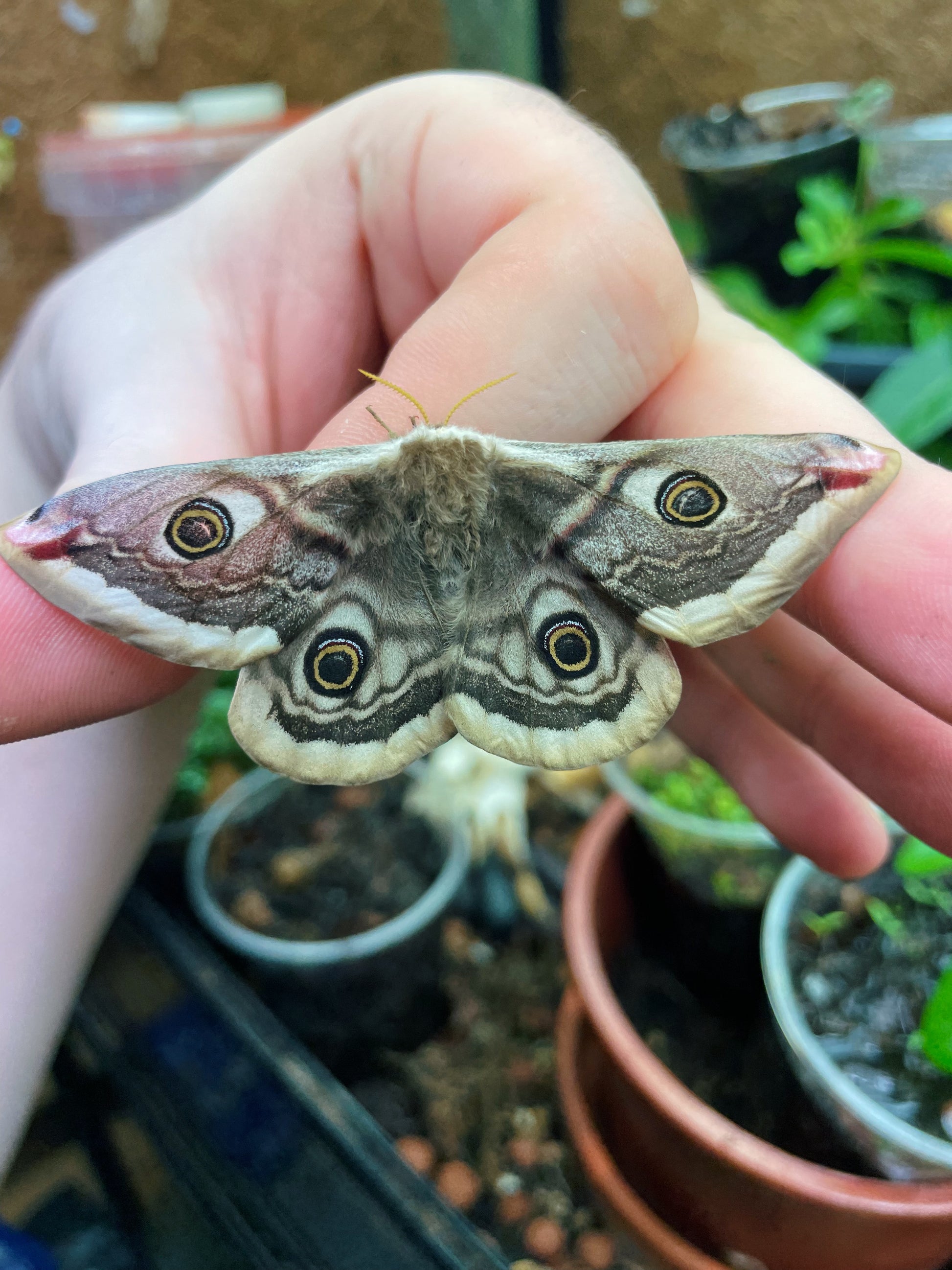 Live butterflies and moths for sale online UK. Order eggs, caterpillars, pupae, and cocoons. Watch the lifecycle unfold with insects to rear at home!