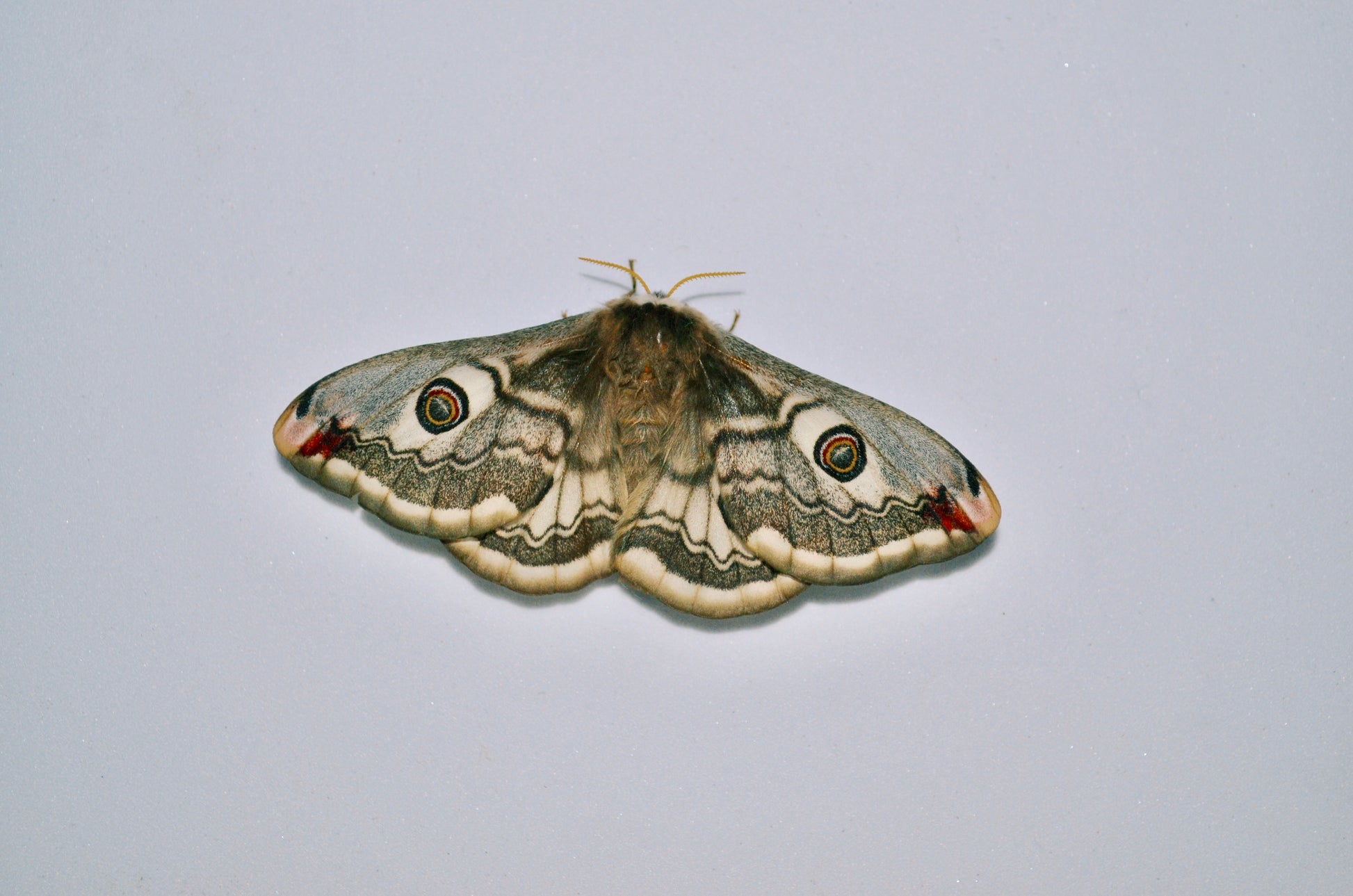 Live butterflies and moths for sale online UK. Order eggs, caterpillars, pupae, and cocoons. Watch the lifecycle unfold with insects to rear at home!