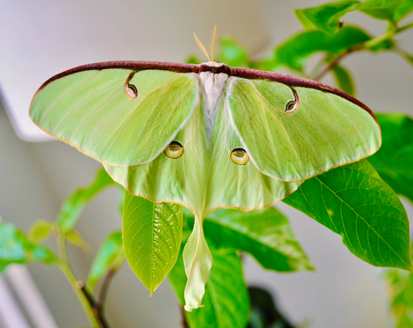 Live butterflies and moths for sale online UK. Order eggs, caterpillars, pupae, and cocoons. Watch the lifecycle unfold with insects to rear at home!