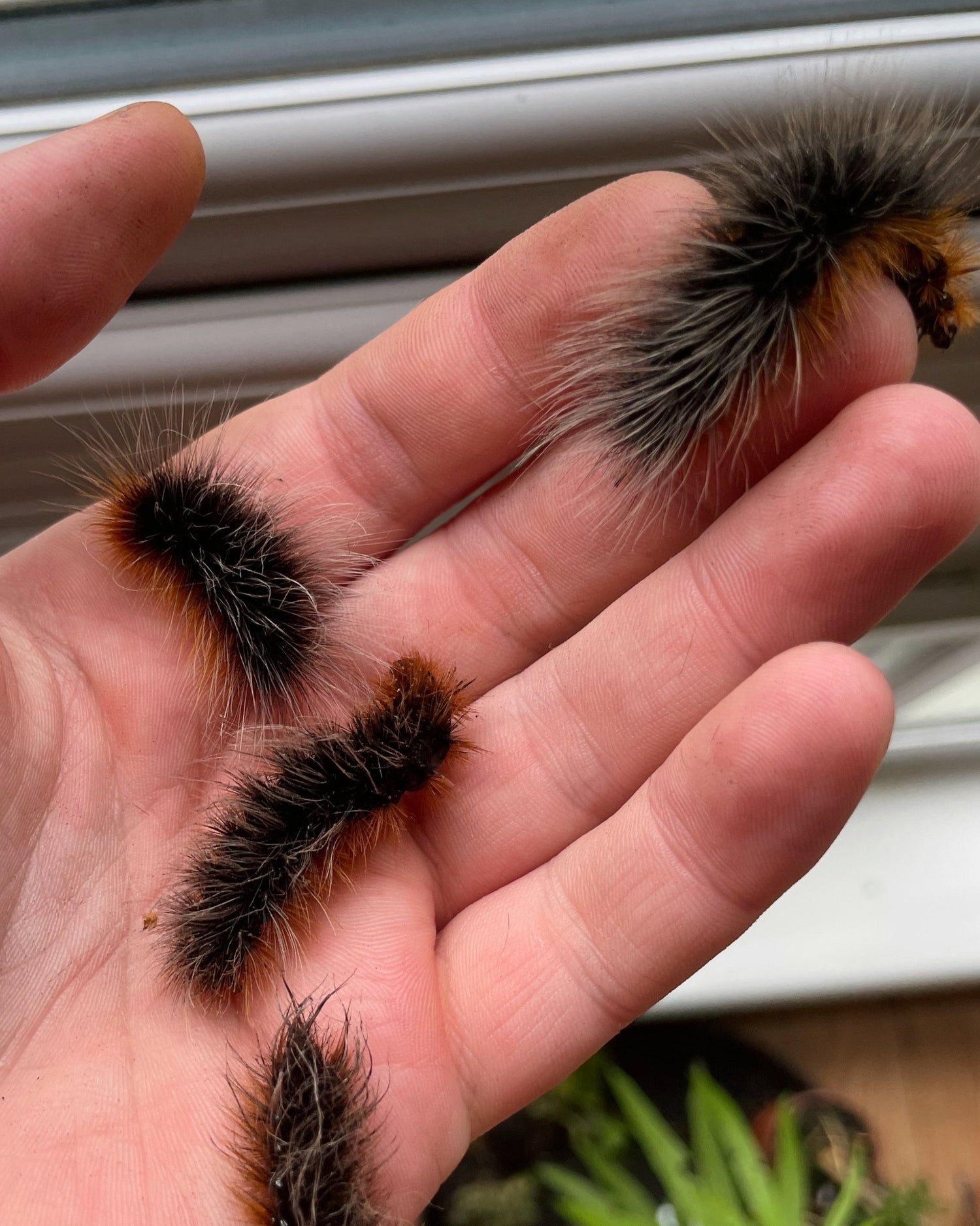 Arctia caja eggs, caterpillars and pupae for sale online UK