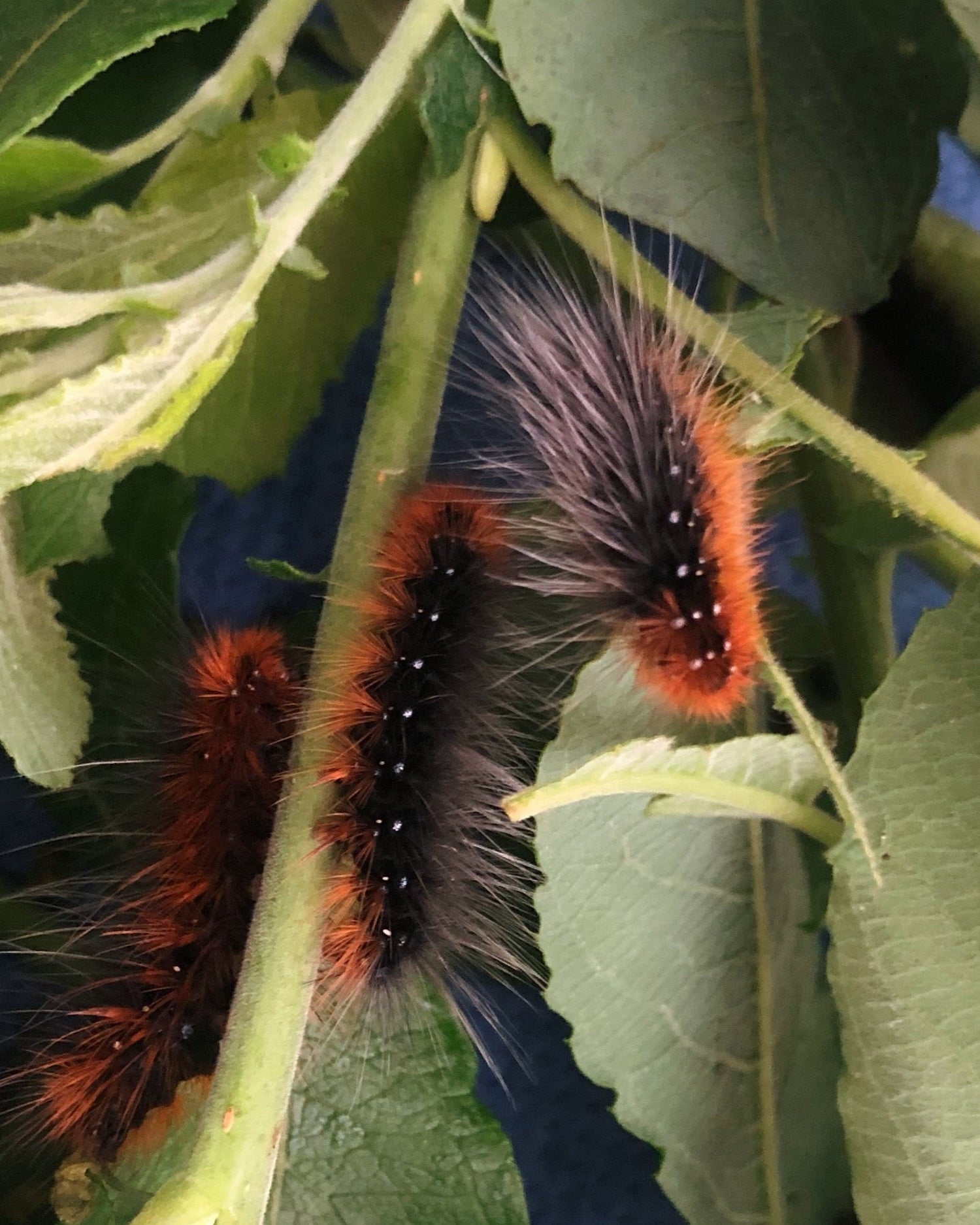 Arctia caja eggs, caterpillars and pupae for sale online UK